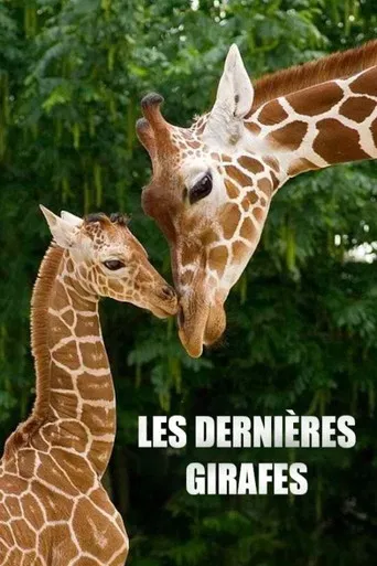 Les Dernières Girafes poster