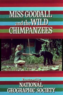 Miss Goodall and the Wild Chimpanzees poster
