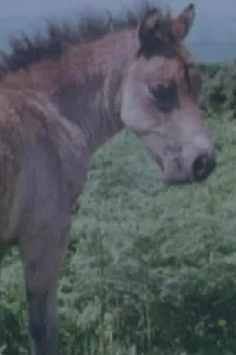 Four Degrees West poster