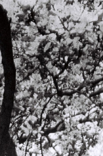 This is for Jonas Mekas poster