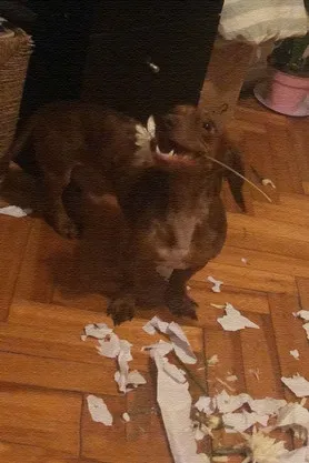 The Breakfast poster