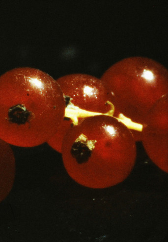 and so it came about (A Tale of Consequential Dormancy) poster