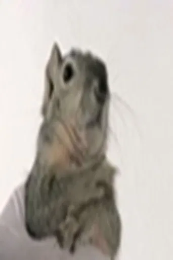 Western Gray Squirrel poster