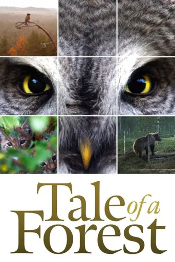 Tale of a Forest poster