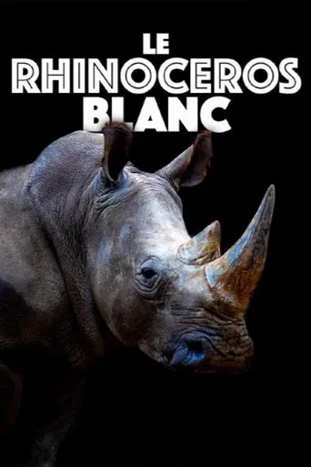 Le rhinocéros blanc poster