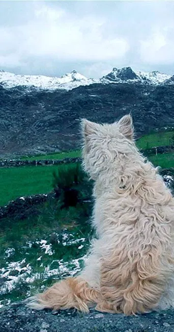 Histories of Wolves poster