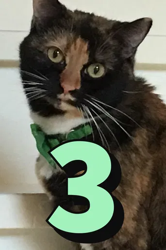 The Adventures of Murphy the Cat #3 poster