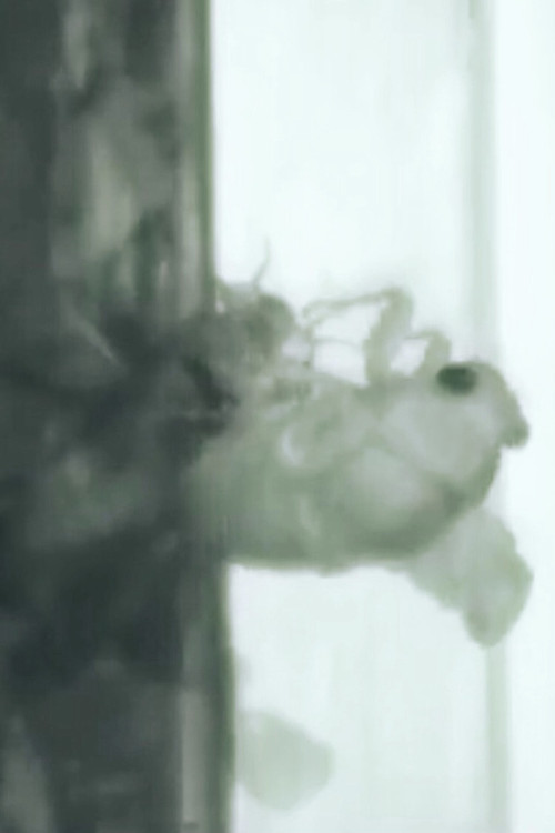 Un Ange Passe poster