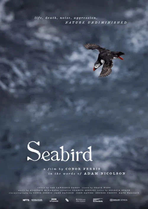 Seabird poster
