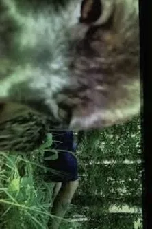 Contemporary History of Ukraine poster