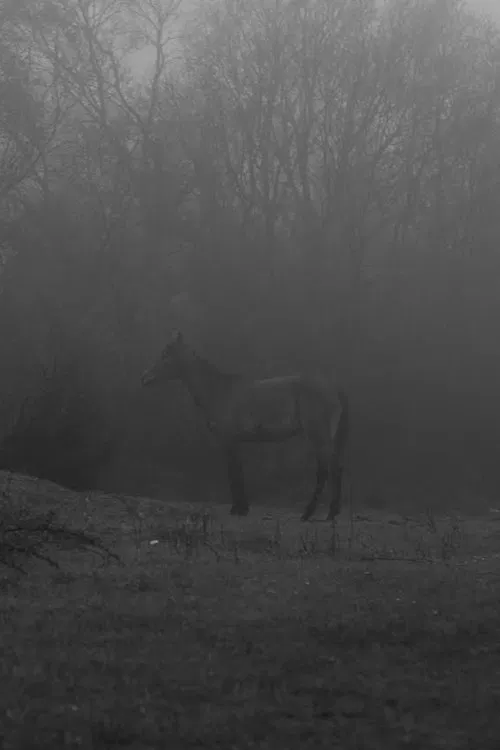 Plastic Flowers poster