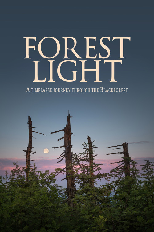 Forest Light poster