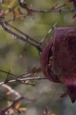 The House with the Pomegranates poster