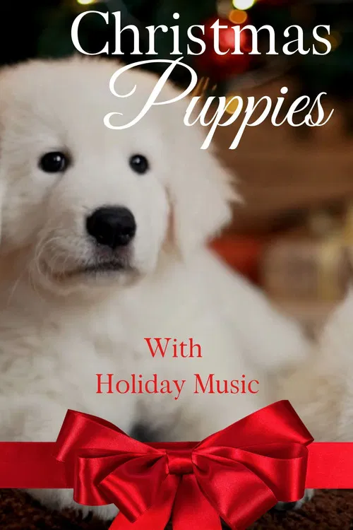 Christmas Puppies poster