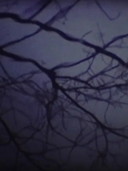 The Luminous Undergrowth poster