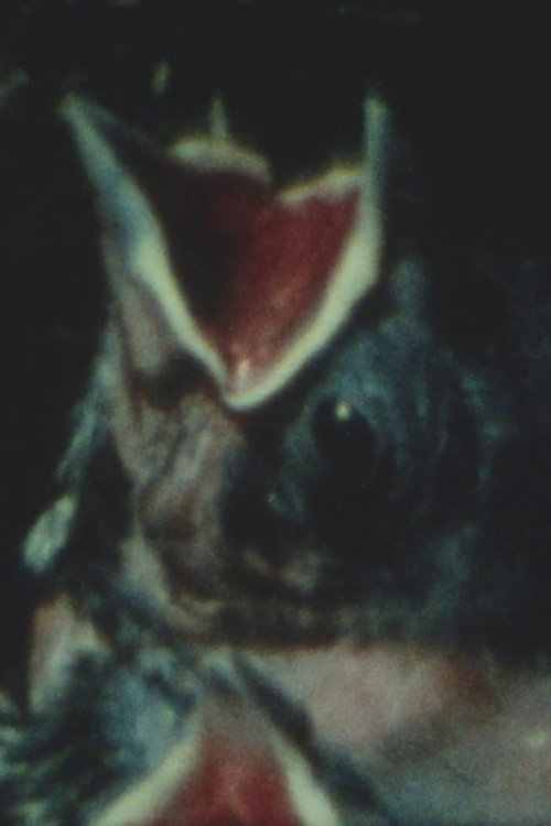 Anything is Everything poster