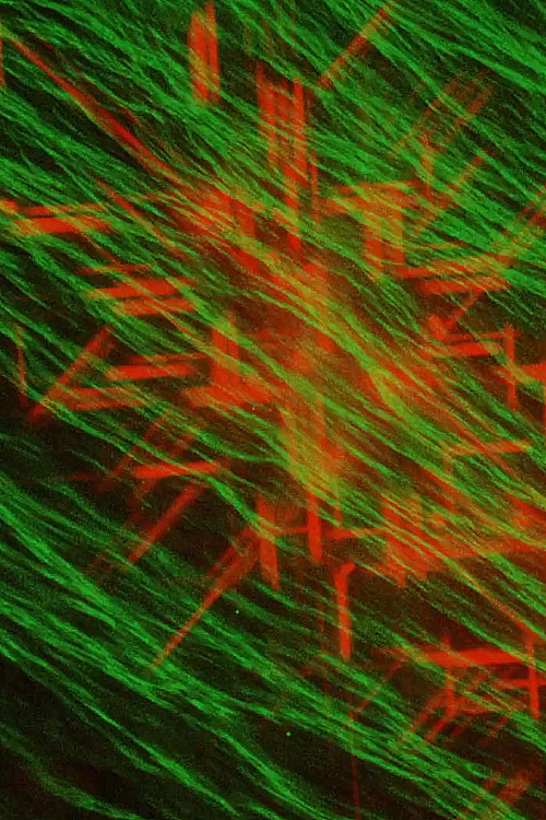 Light Color and Water poster