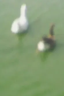 L'état de notre urgence 4 poster