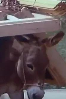 Of People & Donkeys poster