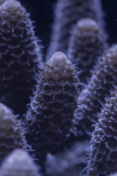 For the Love of Corals poster