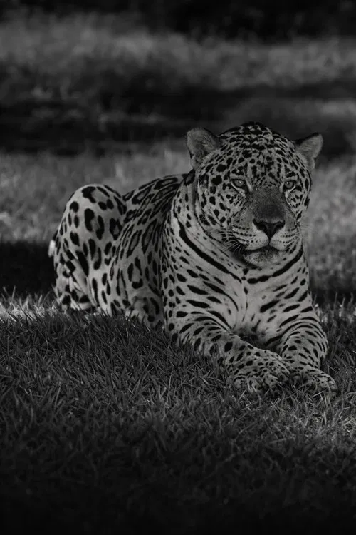 Jardim Zoológico do Rio de Janeiro poster