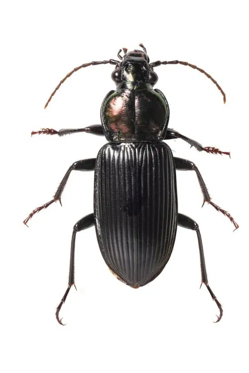 Self-Portrait poster