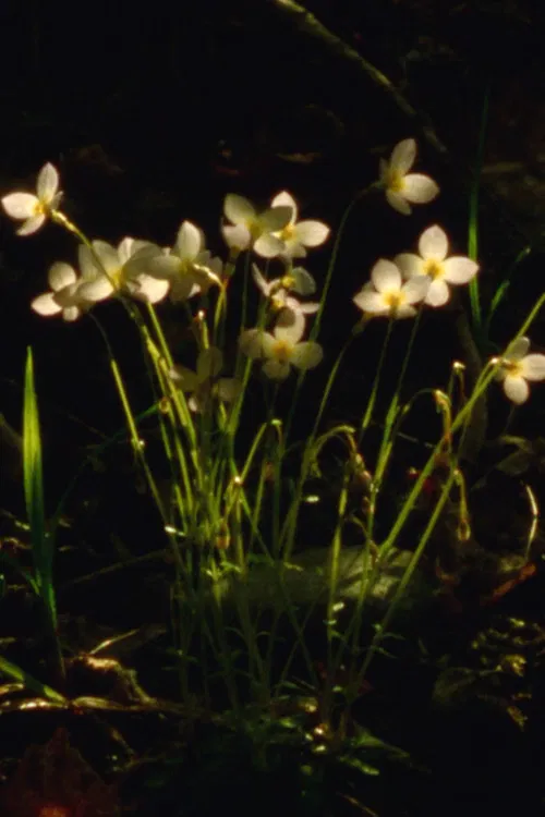 Spring Sunset poster