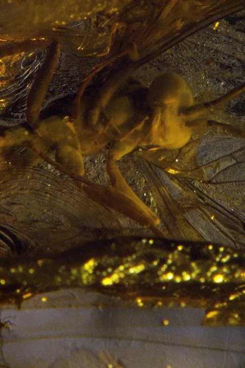 De-Extinction poster