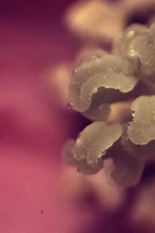 uchronia, no.1 poster