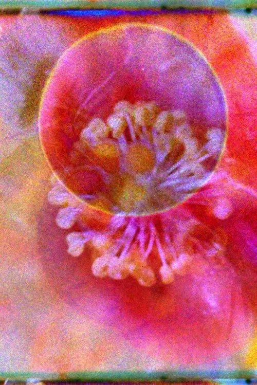 El nido del Sol poster