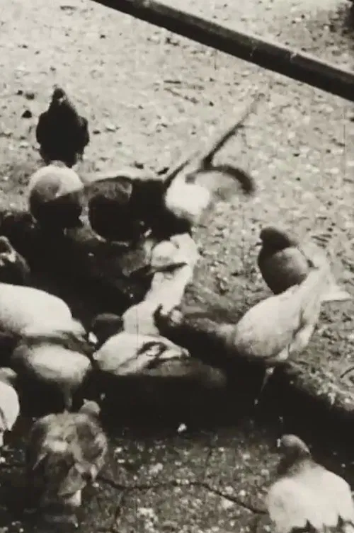 The Aviary (Short Sound Version) poster