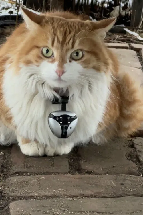 Must Have Meant poster