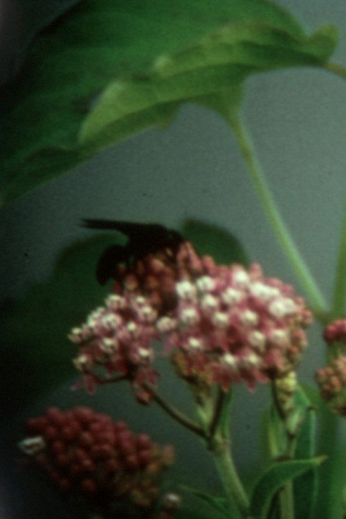 Remembrance and Goodbye poster