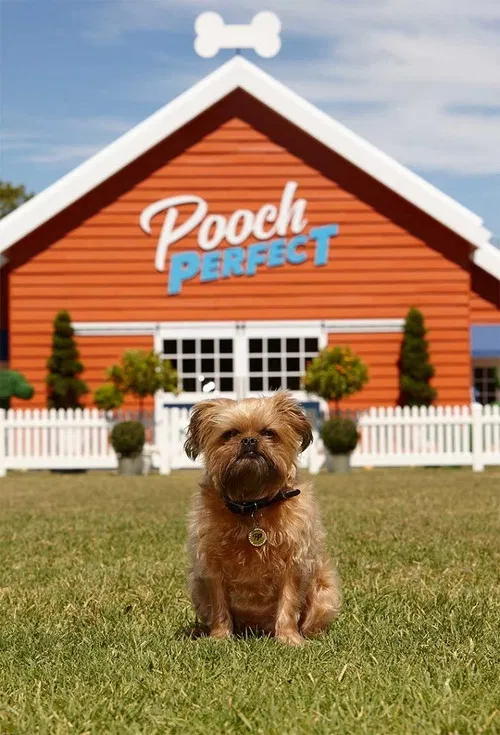 Pooch Perfect poster