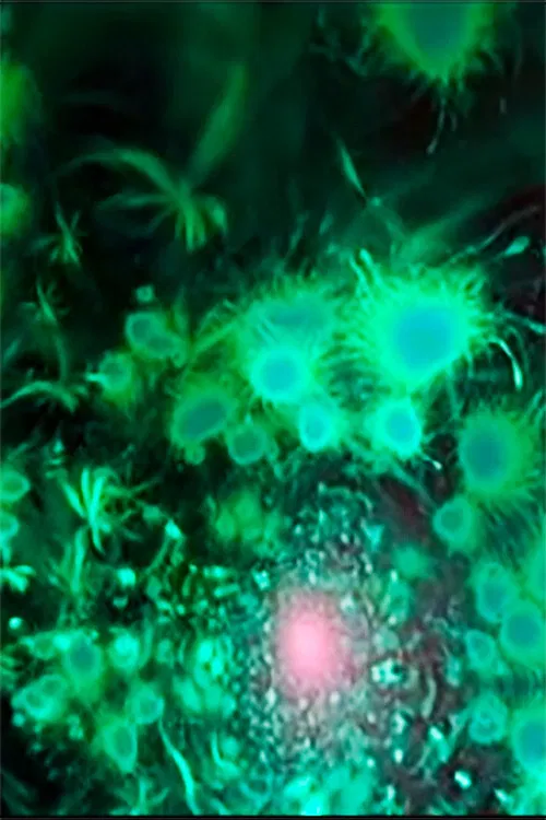 Water Ambiences poster