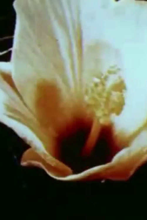 All Her Beautiful Green Remains In Tears poster