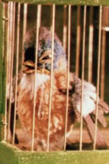 Gazouilli, petit oiseau poster