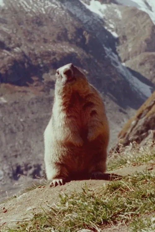 Marmot poster