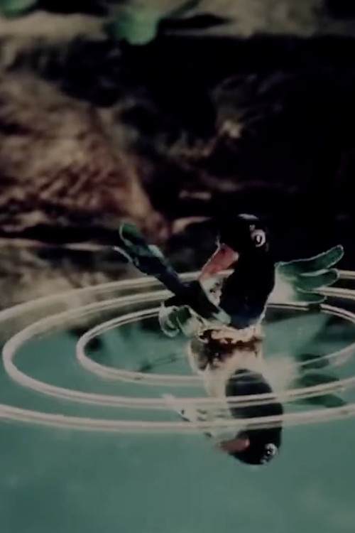 A Child Already Knows poster