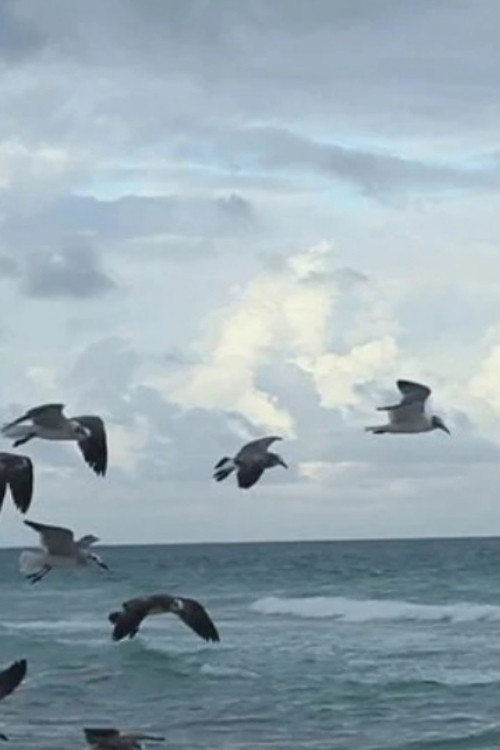 Flying to Nowhere poster