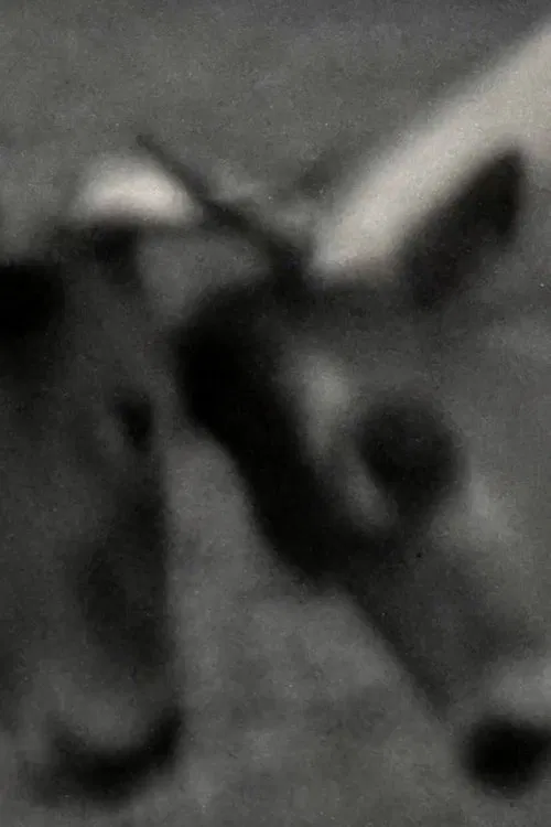 Videogramas #5 poster