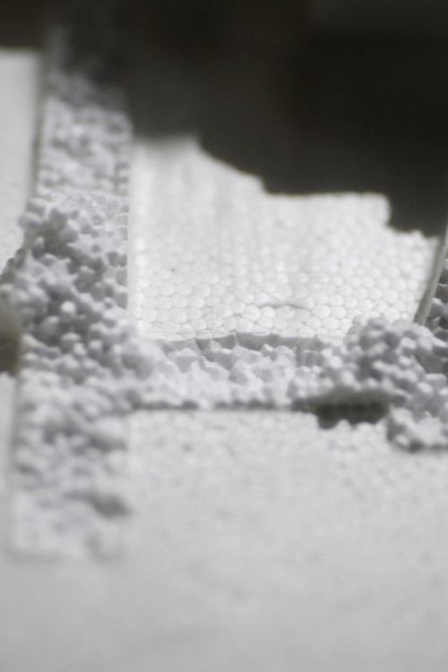 Tenebrio molitor poster