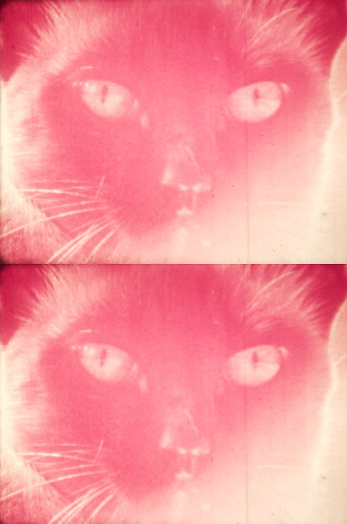 Priscilla's Dream poster