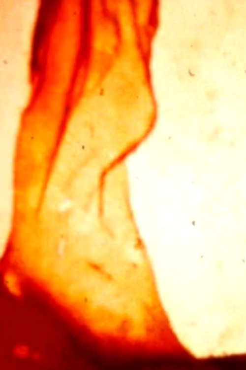 Flamethrowers poster