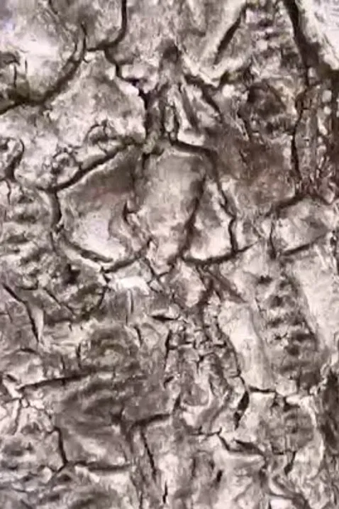 Ecosystem 16 ~ Geoid poster