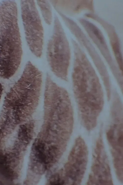 Speckled Flare poster