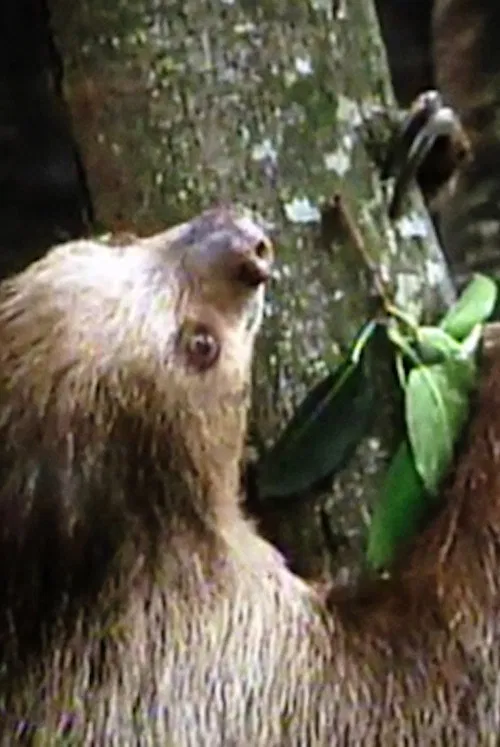 The Glass Ark poster