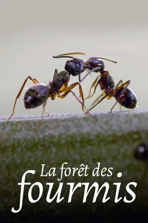 La Forêt des fourmis poster