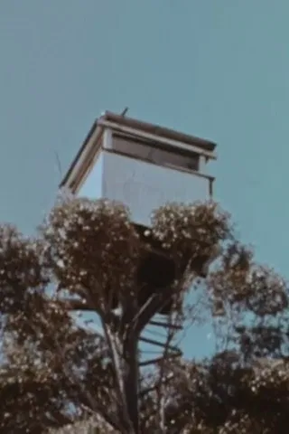 The Karri Forest poster