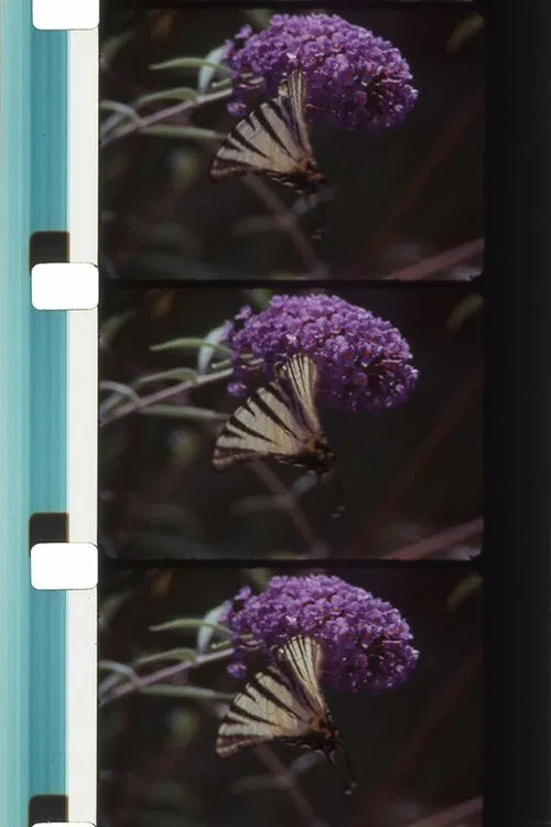 Bouquets 31-40 poster